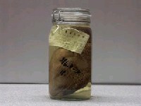 藏品(星斑叉鼻魨)的圖片